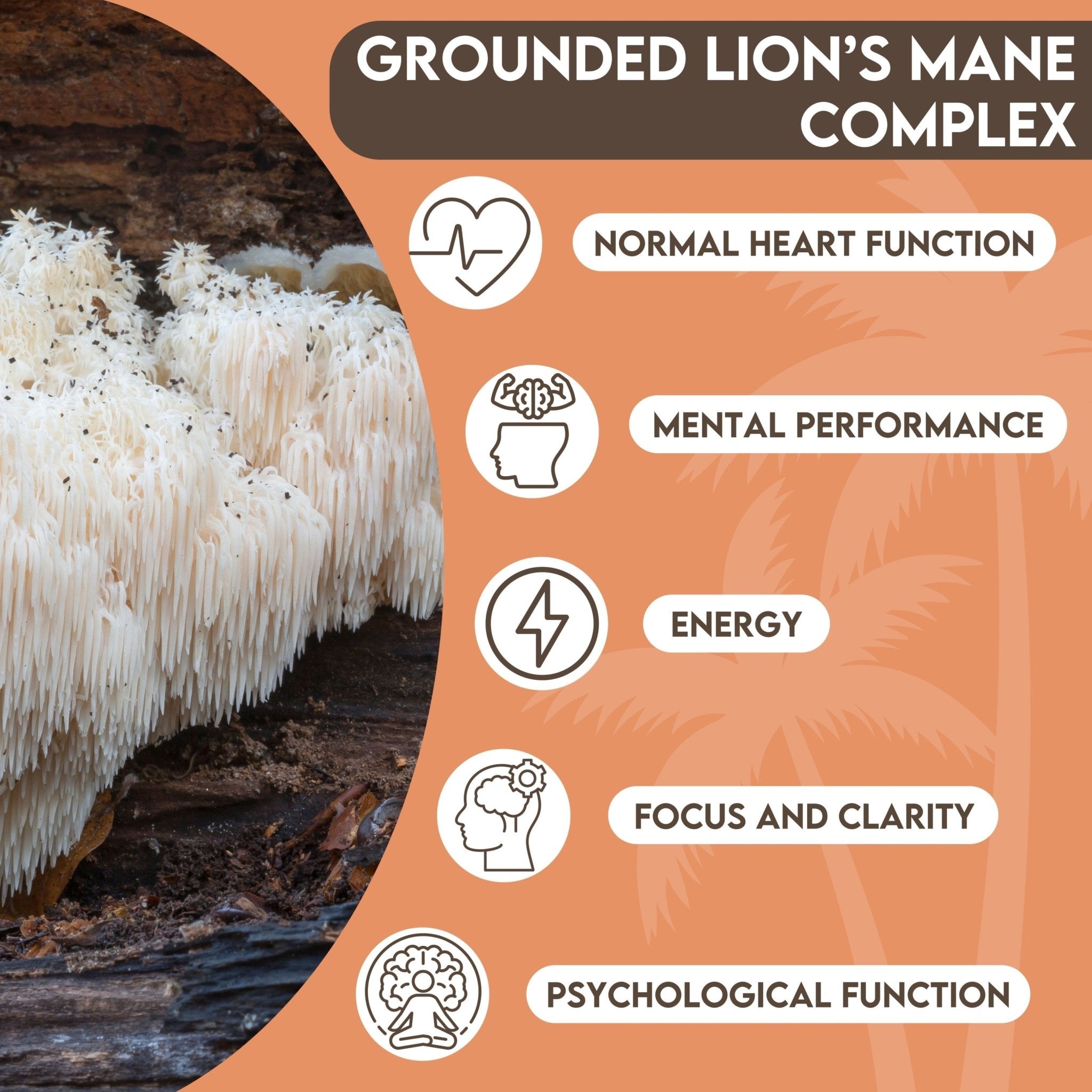 Grounded Lion’s Mane 4000mg Tablets – Natural Brain & Focus Support